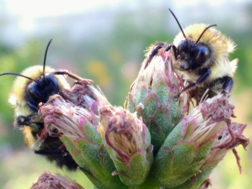 two bumblebees
