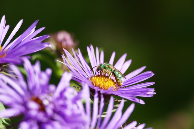 green sweat bee on new england aster